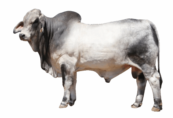 Beef