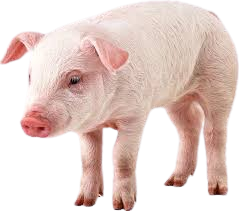 Pork