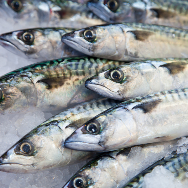 Fish Mackerel